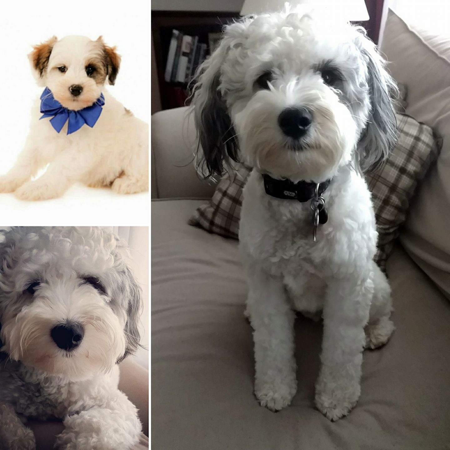 what is a teddy bear schnoodle